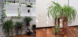 Photo of pothos ivy climbing up the side and over two windows. Spiderplant with flowers and baby spiders dangling on right.