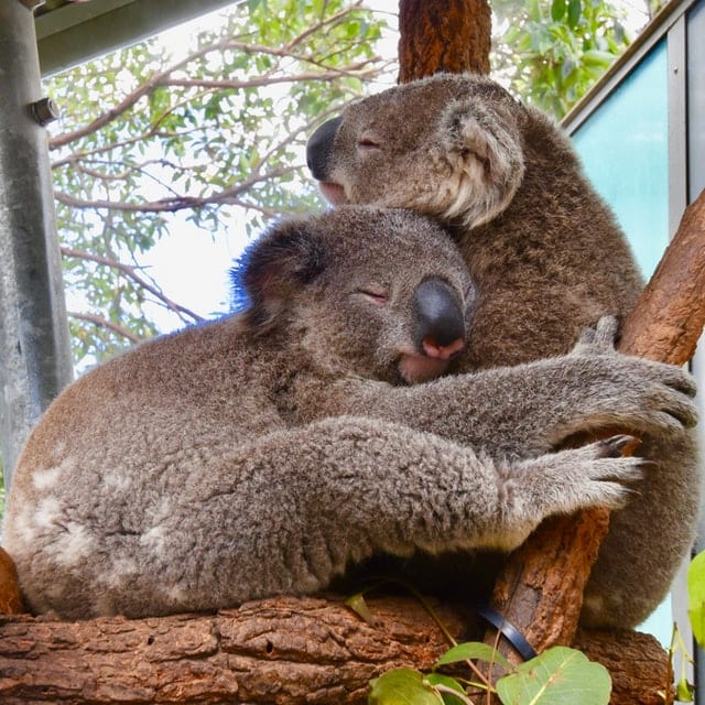 Two koalas hugging with faces in opposite directions