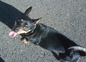 small dog with tongue out