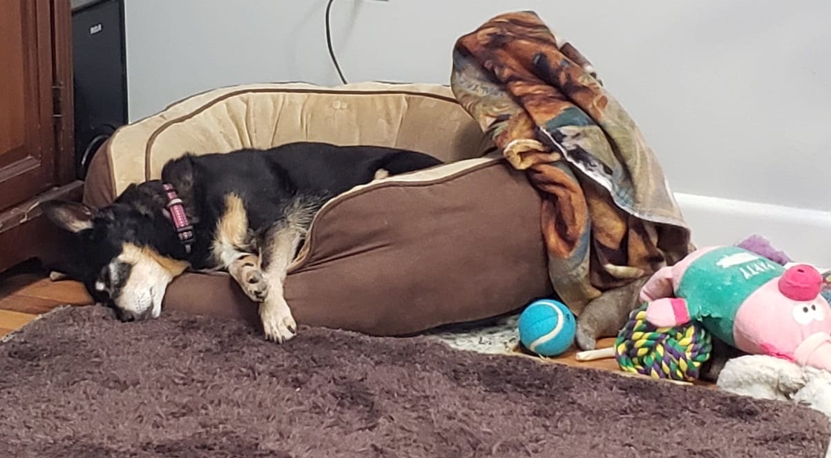 Small black & tan dog sleeping in her bed with favorite toys nearby