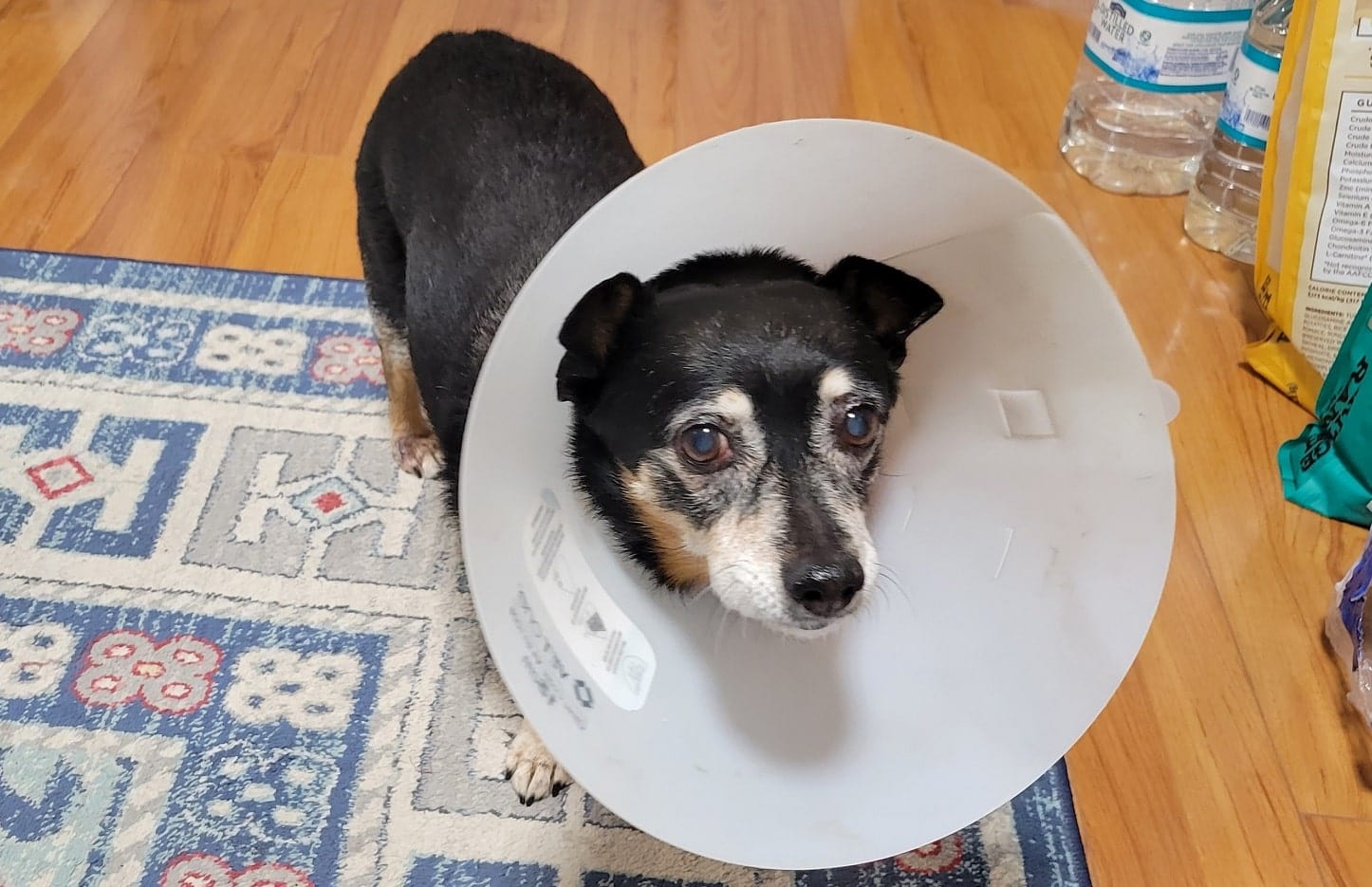 Small dog with a white plastic cone around her head and neck.