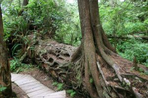 Photo of a nursery log supporting a young hemlock, ferns, and bushes.