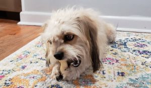 Small dog's hairy face before seeing groomer.