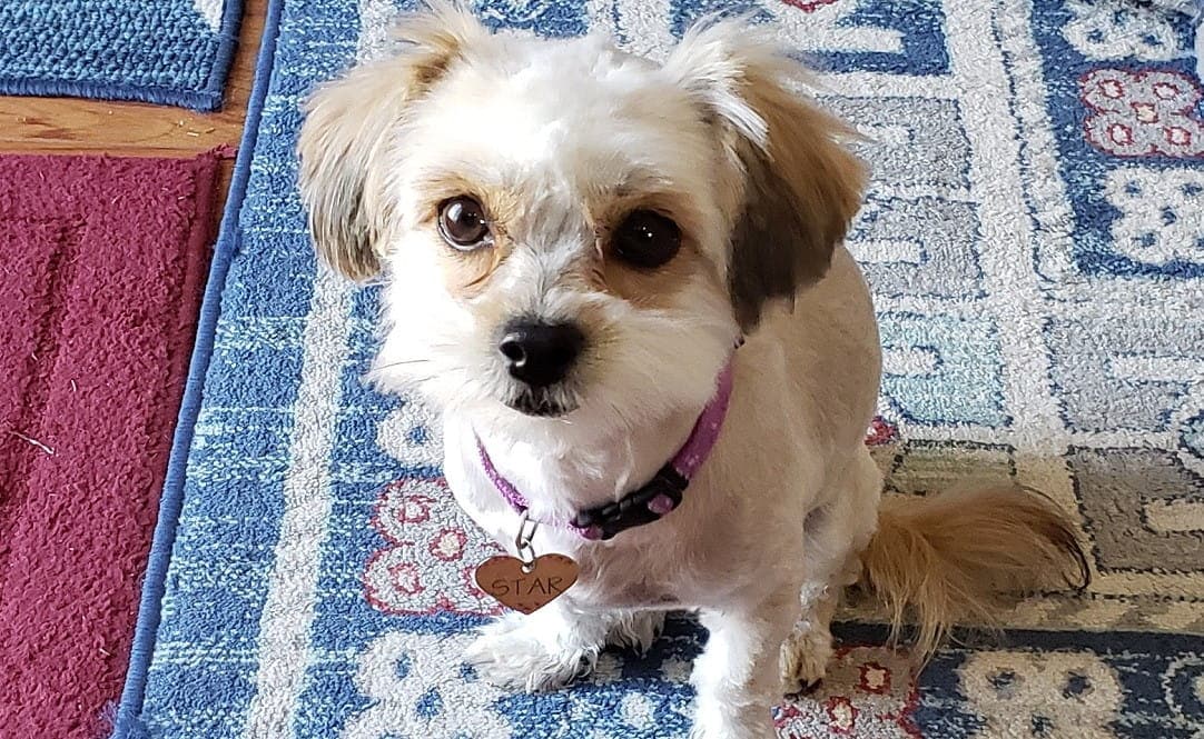Face photo of small dog after grooming