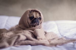 pug hiding in a blanket