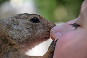 closeup of squirrel nose-to-nose with woman