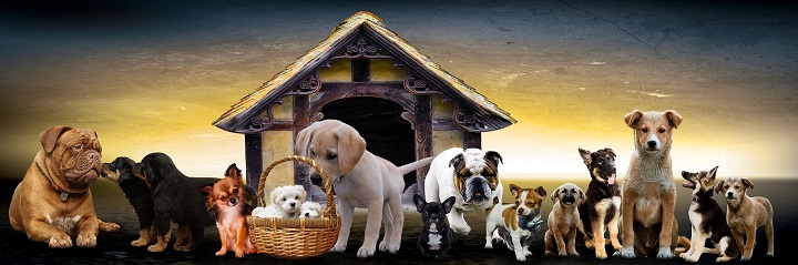 different kinds of puppies in front of a dog house
