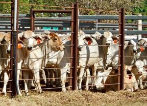 cattle bunched up in a pen
