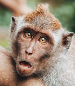 Crazy looking monkey