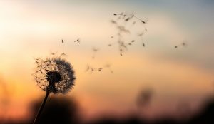 dandelion seeds in wind