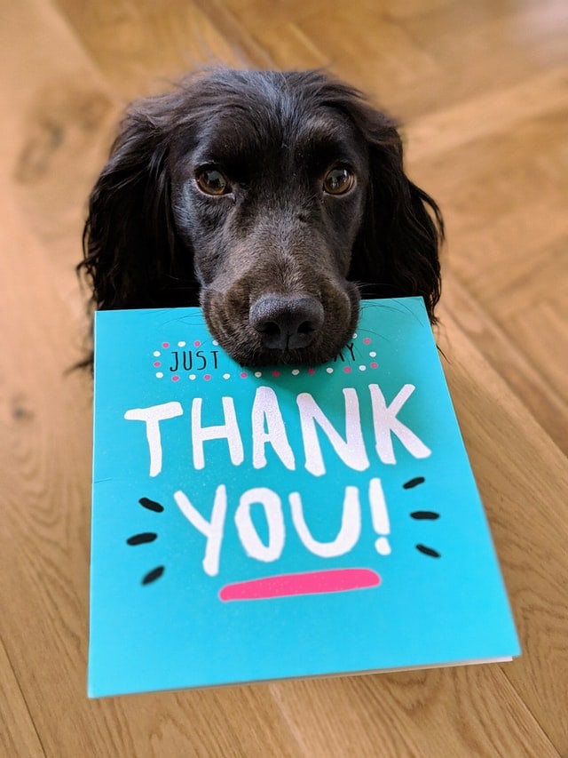 Dog holding a card that says Thank You.