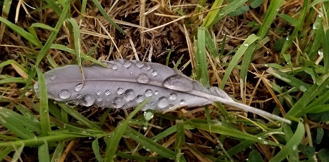 Close-up photo of a feather with raindrops on it in wet grass