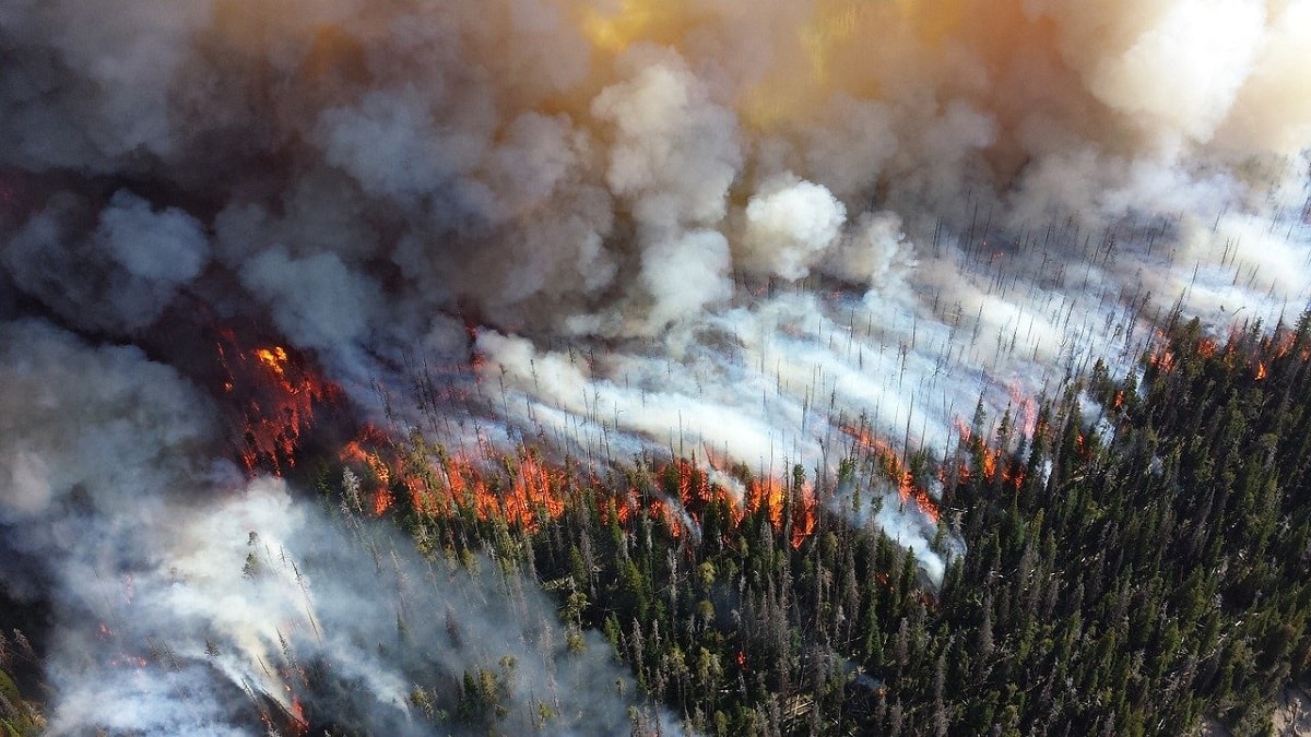 Photo of large forest fire and smoke
