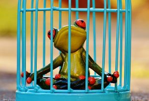 Sad frog inside a cage