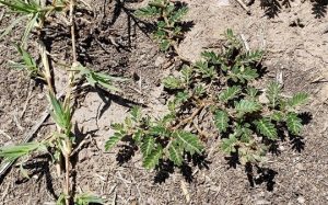 picture of a goat head weed