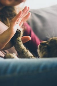 Tabby cat touching a paw to a human palm