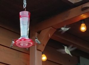 5 hummingbirds flying around and feeding at a feeder