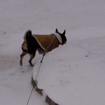 small dog wearing jacket and leash in snow