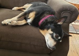 dog lying in chair