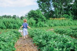 little boy in garden with few weeds