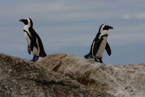 Two penguins facing away from each other