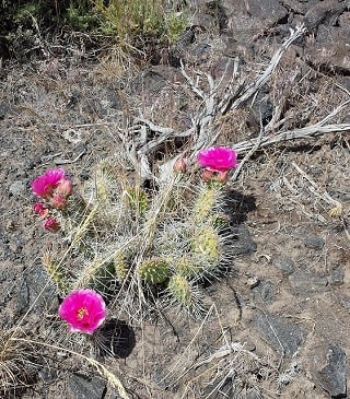 a Prickly Pear cactus with 3 pink blooms and lots of spines