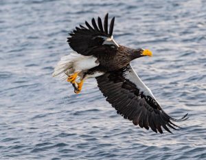 A sea eagle lifting up from the water with a fish in its talons.