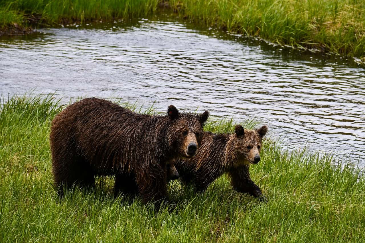 Mother brown bear with older cub in grass by water