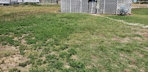 partly weeded lawn